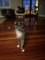 Lost Female Cat last seen Jackdaw and Brookes, San Diego, CA 92103