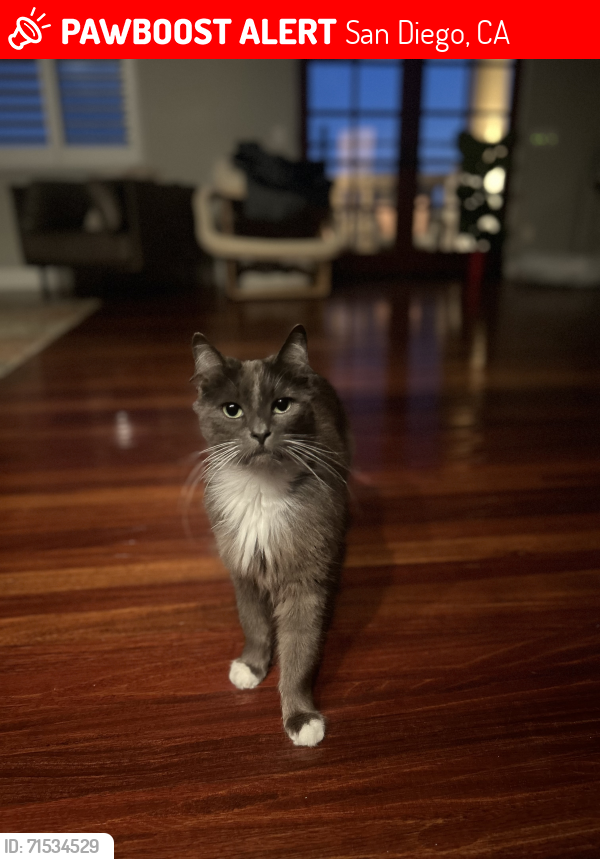 Lost Female Cat last seen Jackdaw and Brookes, San Diego, CA 92103