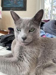 Lost Male Cat last seen Middle River & Bayview, Fort Lauderdale, FL 33305