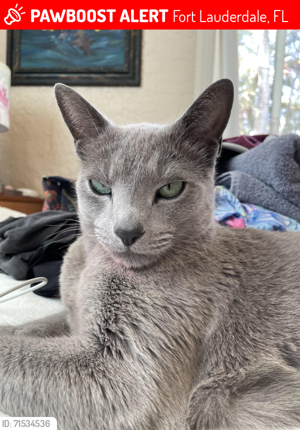 Lost Male Cat last seen Middle River & Bayview, Fort Lauderdale, FL 33305