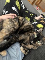 Lost Female Cat last seen Kenwood Circle, Johnstown, CO 80534