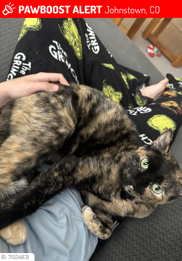 Lost Female Cat last seen Kenwood Circle, Johnstown, CO 80534
