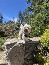 Lost Male Dog last seen Jack in the box on pines, Spokane Valley, WA 99206