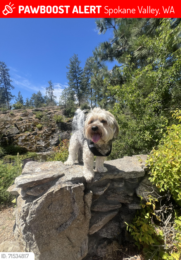 Lost Male Dog last seen Jack in the box on pines, Spokane Valley, WA 99206