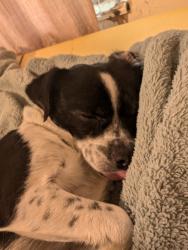 Lost Female Dog last seen By Terrell Walmart, Terrell, TX 75160
