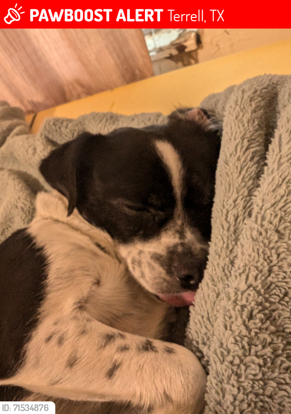 Lost Female Dog last seen By Terrell Walmart, Terrell, TX 75160