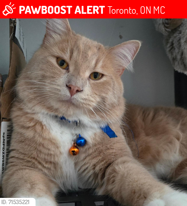 Lost Male Cat last seen Andona Crescent , Toronto, ON M1C