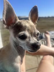 Lost Female Dog last seen 126th between Memorial and Sheridan, Collinsville, OK 74021