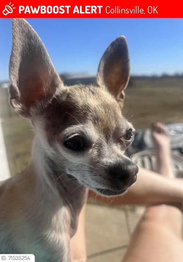 Lost Female Dog last seen 126th between Memorial and Sheridan, Collinsville, OK 74021