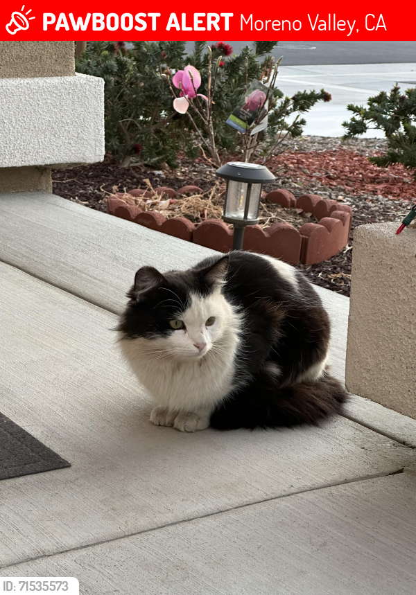 Lost Male Cat last seen Hercules Ln and Tiger Ave, Moreno Valley, CA 92551