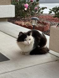 Lost Male Cat last seen Hercules Ln and Tiger Ave, Moreno Valley, CA 92551