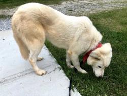 Reunited Female Dog last seen Chris Dr. & Hightower Trl, Oxford, GA 30054
