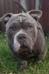 Lost Male Dog last seen By 15th and W 84th Street, Hialeah, FL 33012
