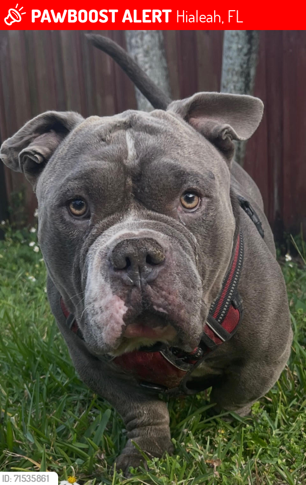 Lost Male Dog last seen By 15th and W 84th Street, Hialeah, FL 33012