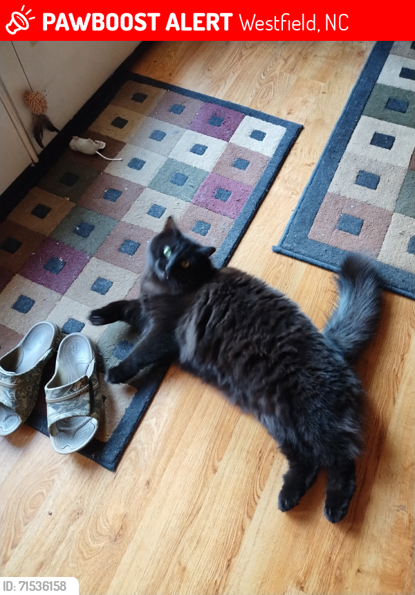 Lost Male Cat last seen Ashbury road, Westfield, NC 27030