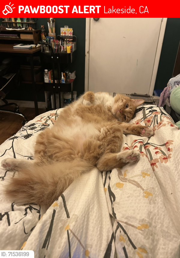 Lost Male Cat last seen Rancho La Vista Mobile  Park, Lakeside, CA 92040