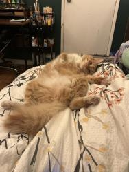 Lost Male Cat last seen Rancho La Vista Mobile  Park, Lakeside, CA 92040