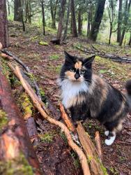 Lost Female Cat last seen Glenfiddich way near Spencer’s butte park, Eugene, OR 97405