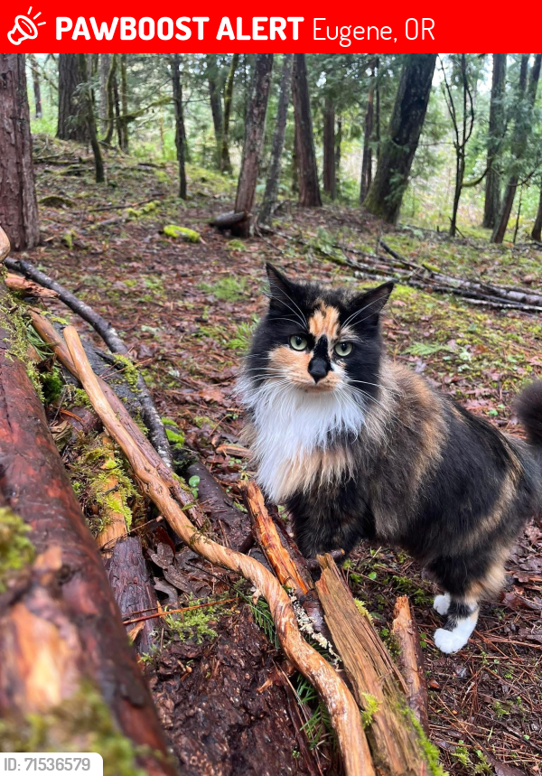 Lost Female Cat last seen Glenfiddich way near Spencer’s butte park, Eugene, OR 97405