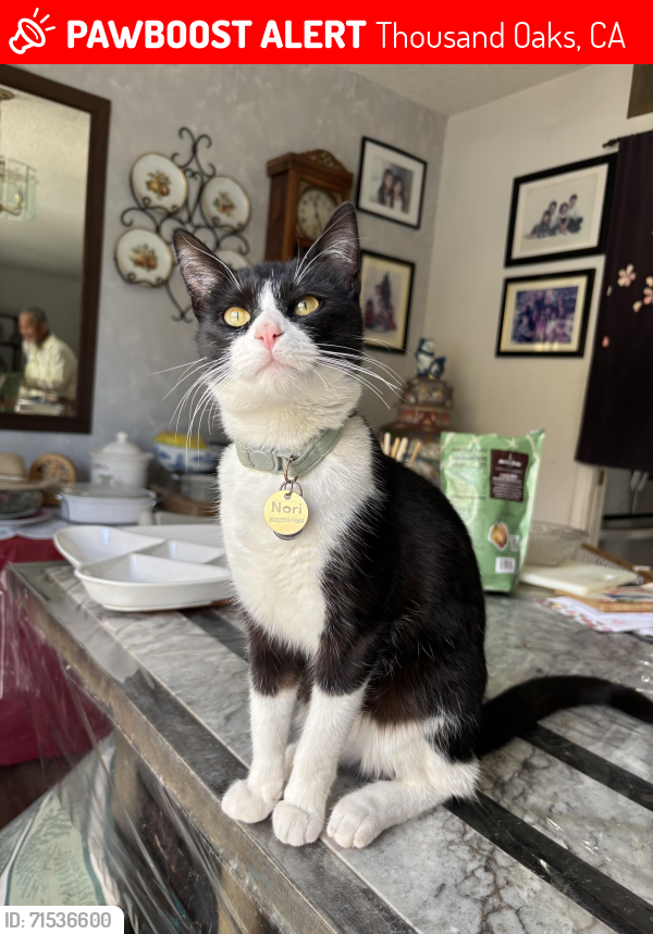 Lost Female Cat last seen Cal Luthern University , Thousand Oaks, CA 91360