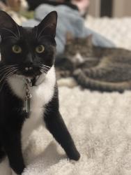 Lost Male Cat last seen Skye Drive, Devers near FTCC, Fayetteville, NC 28303