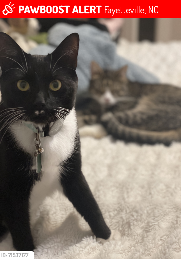 Lost Male Cat last seen Skye Drive, Devers near FTCC, Fayetteville, NC 28303