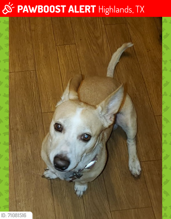 Lost Male Dog last seen Ferol Ln., Highlands, TX 77562