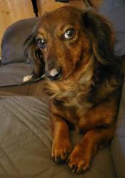 Lost Female Dog last seen Lyons by Dollar General , Tyler, TX 75702