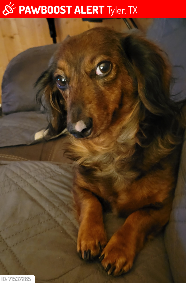 Lost Female Dog last seen Lyons by Dollar General , Tyler, TX 75702