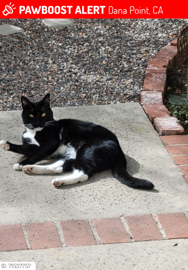 Lost Male Cat last seen Elisa Drive between Margarita St & Acapulco Drive , Dana Point, CA 92629