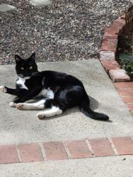 Lost Male Cat last seen Elisa Drive between Margarita St & Acapulco Drive , Dana Point, CA 92629