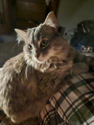 Lost Male Cat last seen Near rahn blvd, Bellevue, NE 68123