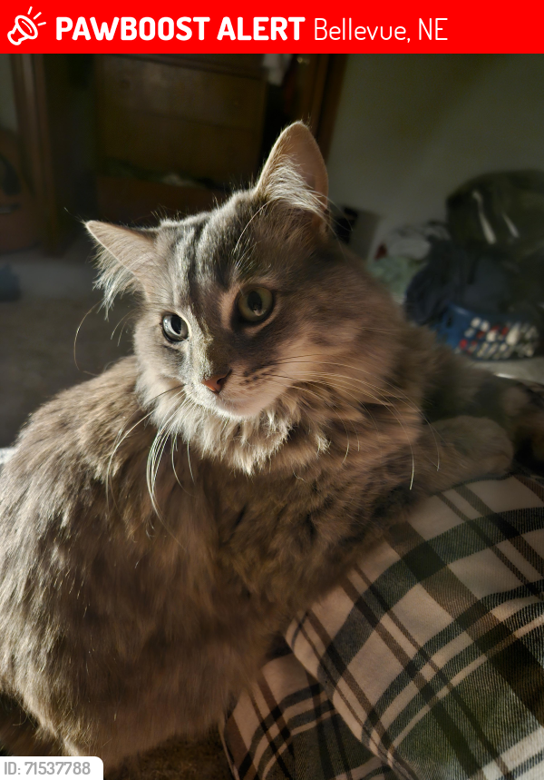 Lost Male Cat last seen Near rahn blvd, Bellevue, NE 68123