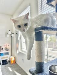 Lost Female Cat last seen Welpman Way and Via Renata, Henderson, NV 89044