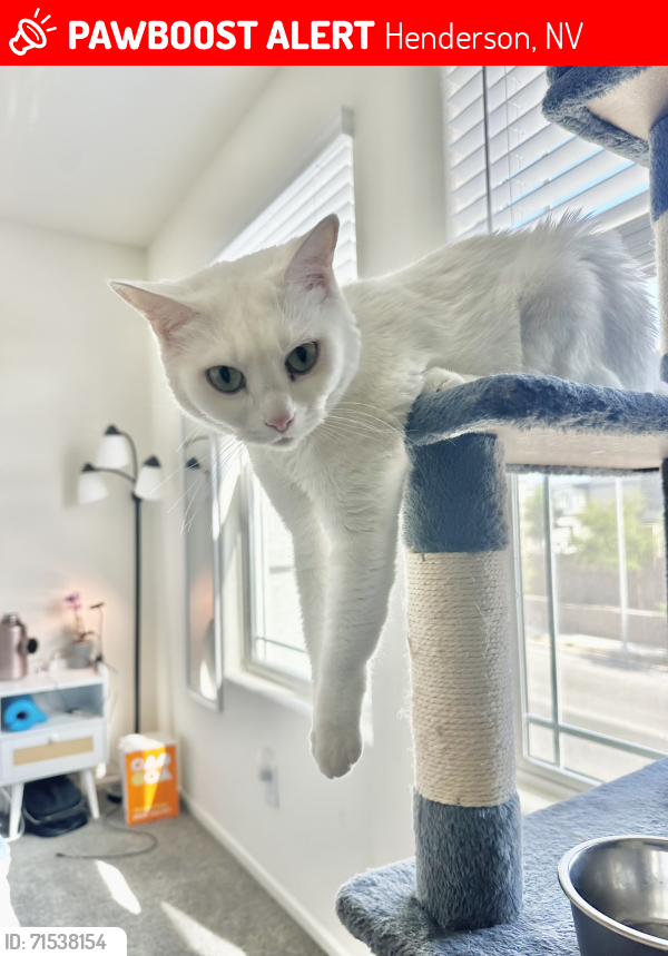 Lost Female Cat last seen Welpman Way and Via Renata, Henderson, NV 89044