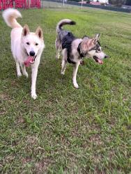 Reunited Male Dog last seen Hollenbeck Ave & W San Bernardino Rd, Covina, CA 91722, USA, Covina, CA 91722