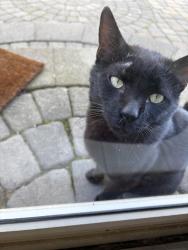 Reunited Male Cat last seen Near Field Club Drive West, Robinson Twp., McKees Rocks, PA 15136