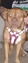 Lost Female Dog last seen Dallas st & Dunbar , Waco, TX 76704