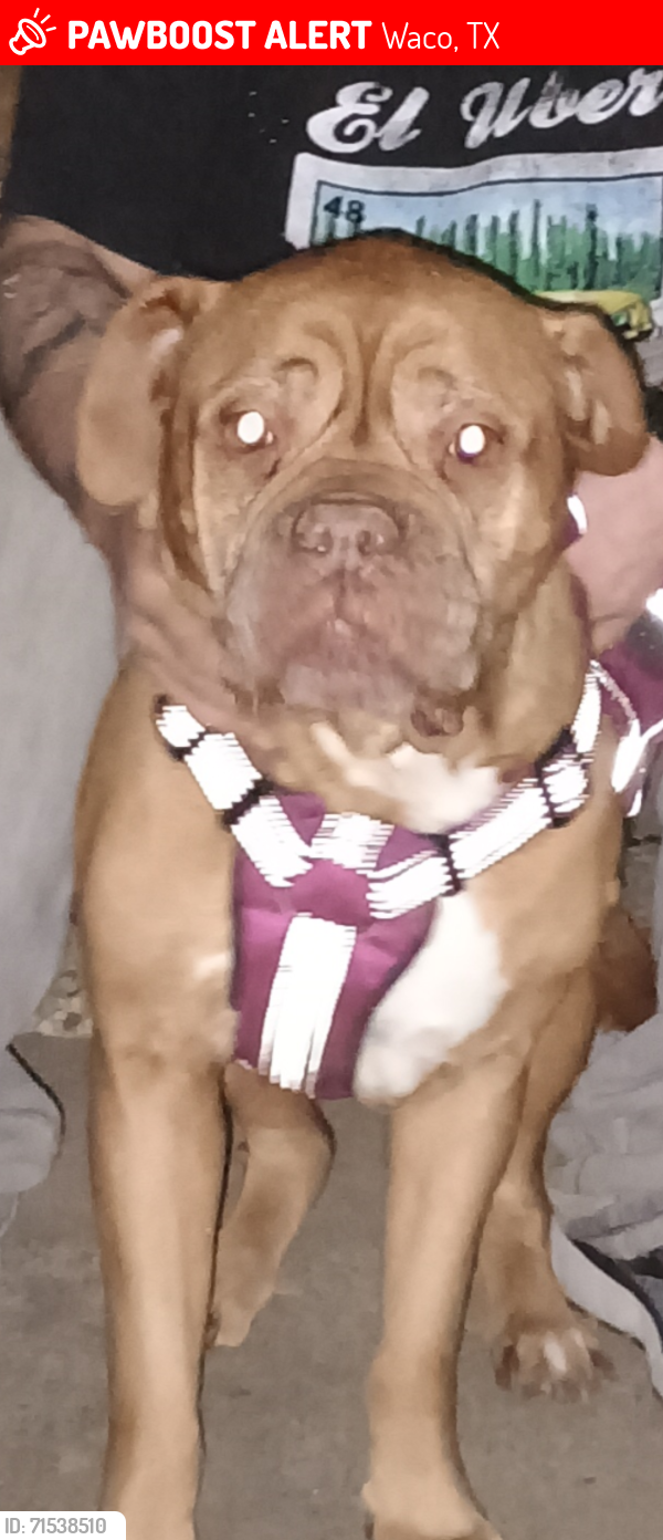 Lost Female Dog last seen Dallas st & Dunbar , Waco, TX 76704
