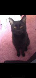 Lost Male Cat last seen Germantown metropark, Germantown, OH 45327