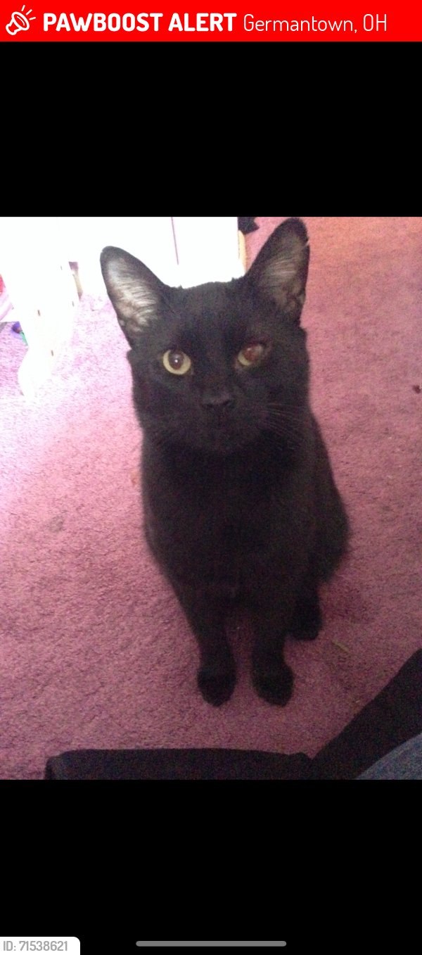 Lost Male Cat last seen Germantown metropark, Germantown, OH 45327