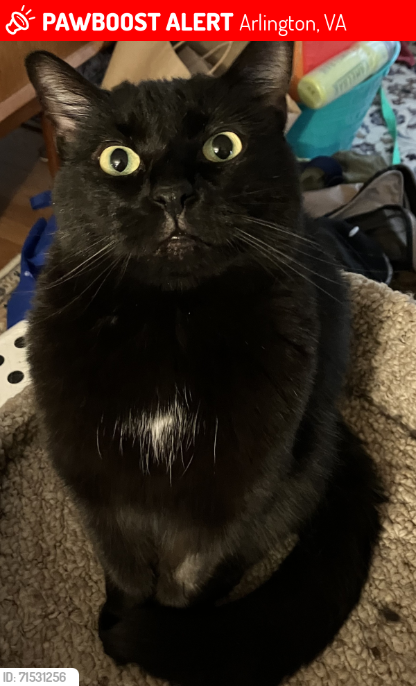 Lost Male Cat last seen South Walter Reed Drive and Wakefield, Arlington, VA 22206