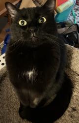 Lost Male Cat last seen South Walter Reed Drive and Wakefield, Arlington, VA 22206