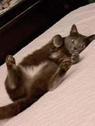 Lost Female Cat last seen Derringer Ave and Sun city blvd, Sun City, SC 29707