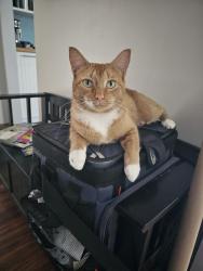 Lost Female Cat last seen 80th st / Keats/ jody ave s, Cottage Grove, MN 55016