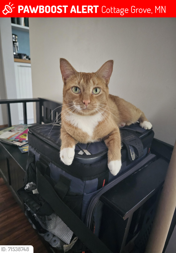 Lost Female Cat last seen 80th st / Keats/ jody ave s, Cottage Grove, MN 55016