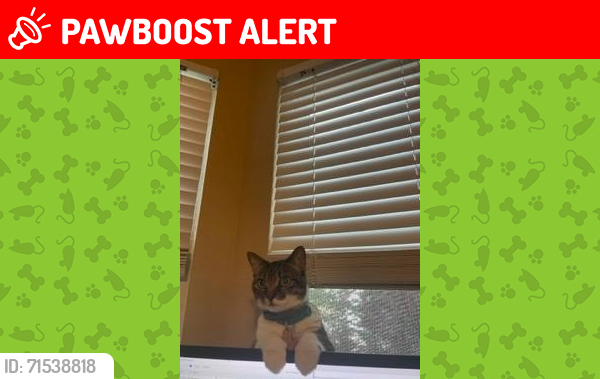 Lost Female Cat last seen Near Lantana Lane, Green Cove Springs, FL, USA, Green Cove Springs, FL 32043