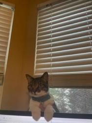 Lost Female Cat last seen Near Lantana Lane, Green Cove Springs, FL, USA, Green Cove Springs, FL 32043