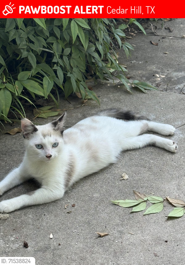 Lost Female Cat last seen Near windy ln cedar hill, Cedar Hill, TX 75104