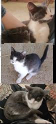 Lost Female Cat last seen Hampton Inn, Gulfport I10 & 49, Gulfport, MS 39503